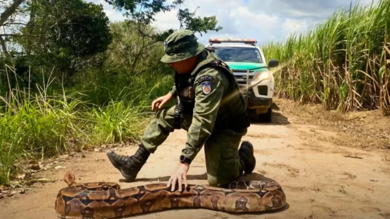 Polícia Militar destaca a apreensão e resgate de seis mil animais silvestres em AL