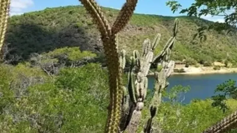 Mais de 20 cidades de AL estão em alerta para baixa umidade; veja quais!