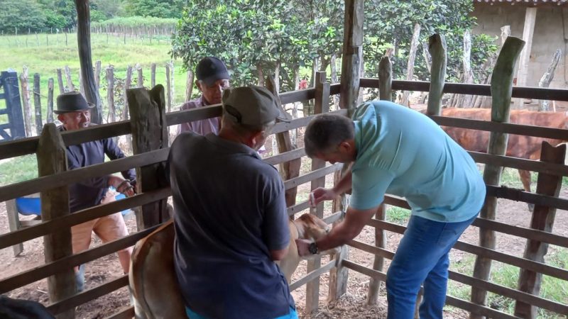 Secretaria de Agricultura de Tanque d’Arca realiza vacinação contra brucelose bovina