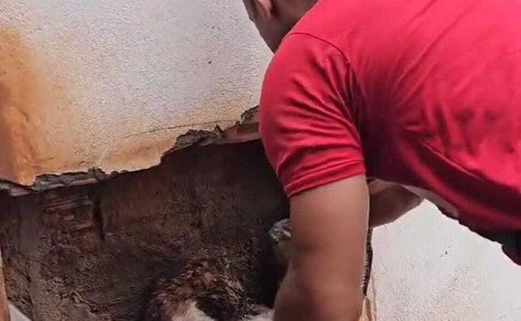 Gato é resgatado após ficar preso entre muros no interior de Alagoas