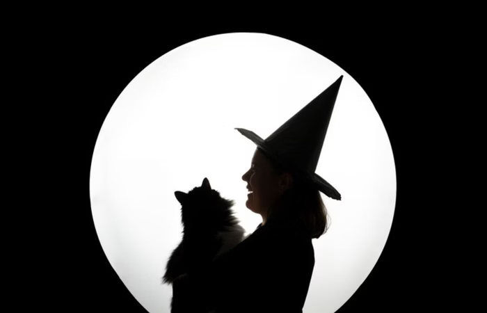 Gato preto não dá azar! Entenda a origem do mito e por que combatê-lo