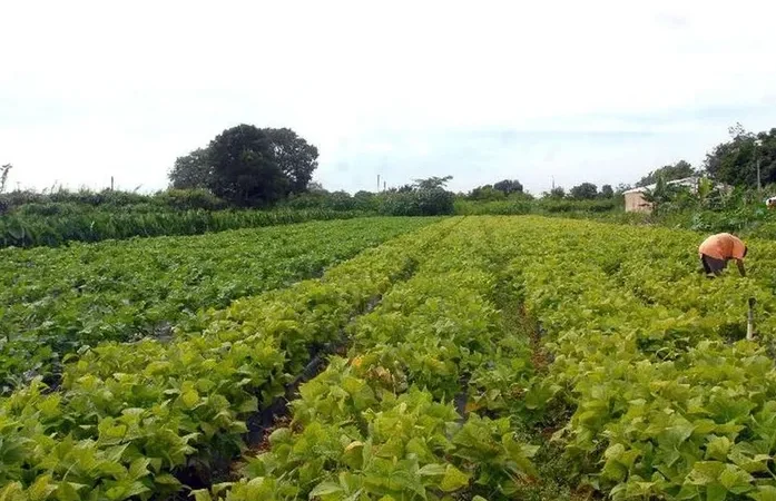Governo de Alagoas beneficia mais de 60 mil agricultores familiares