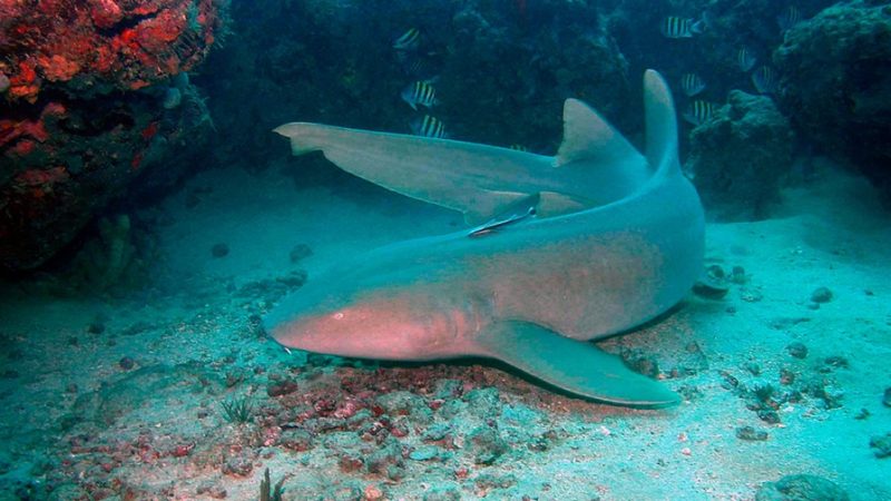 Turista é mordida após esbarrar em tubarão durante mergulho em Noronha