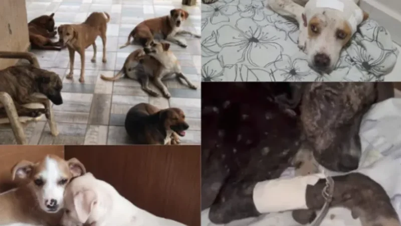 Abrigo de cães e gatos abandonados está prestes a fechar as portas e donos fazem apelo