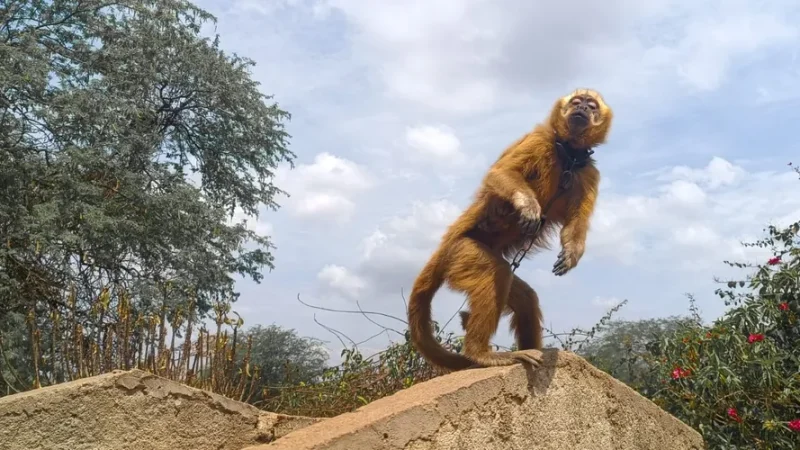 Ameaçado de extinção, Macaco-prego-galego é resgatado pela FPI no Sertão de AL