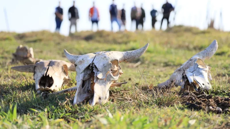 FPI flagra abate clandestino e recolhe carnes em condições impróprias para consumo em AL