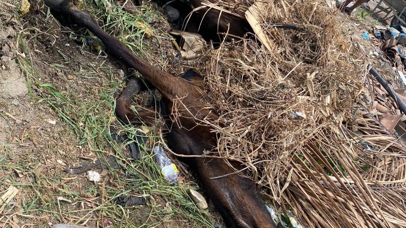 Casos de maus-tratos contra animais são recorrentes em Palmeira dos Índios; população cobra atitude das autoridades