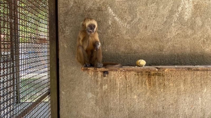 MP/AL avança com Plano de Ação Estadual para proteção do Macaco-prego-galego