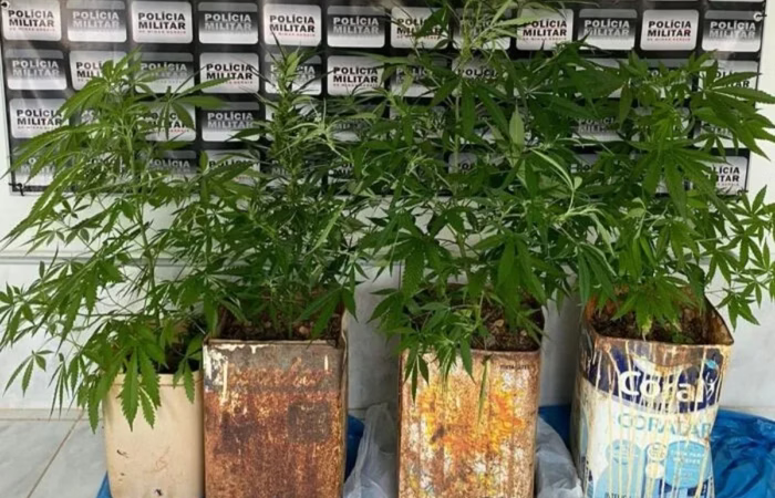 PM faz buscas em casa de mulher e apreende pés de maconha do filho