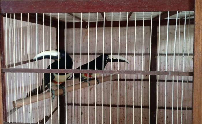 34 aves silvestres mantidas em cativeiro são resgatadas em Arapiraca