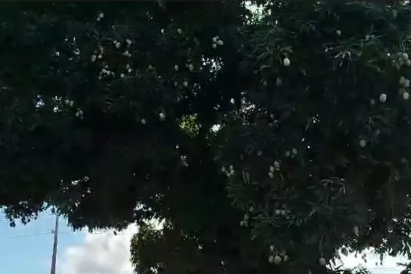 Criança é alvejada por tiros ao tentar colher manga em quintal de residência