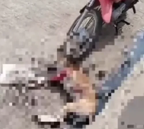 PC investiga mortes de cachorros a tiros de pistola .40 em Arapiraca; um suspeito foi identificado