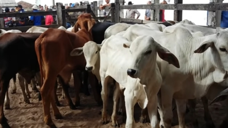 Feira do Gado de Canafístula voltará a ser realizada na segunda (9)