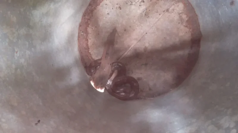 Bombeiros recolhem cobra jiboia em residência da zona rural de Girau do Ponciano