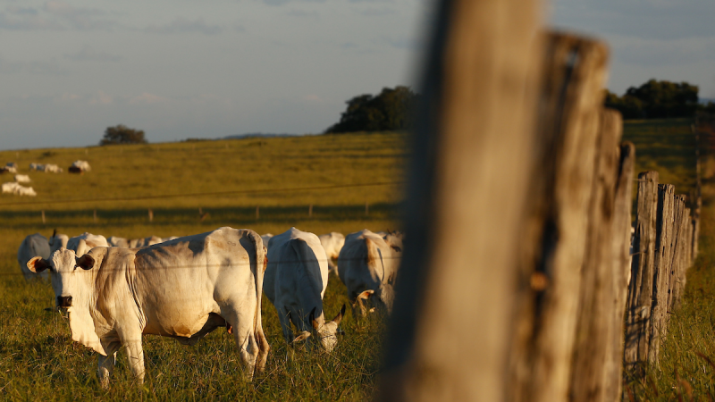 Fazendeiro morre ao levar coice de vaca em tentativa de abuso
