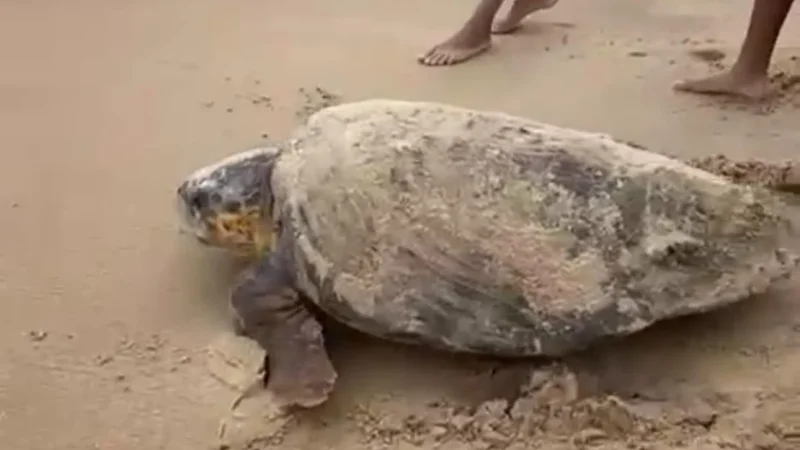 Tartaruga é vista na areia por banhistas na praia de Lagoa do Pau, em Coruripe