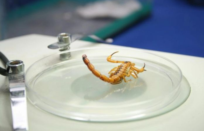 Alagoas registra mais de 14 mil casos de acidentes com escorpiões; Confira orientações