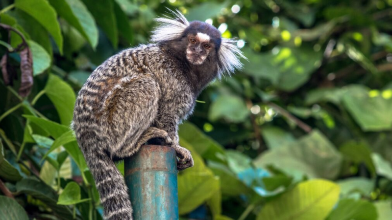 Morre em Pernambuco mulher que contraiu raiva humana após mordida de sagui