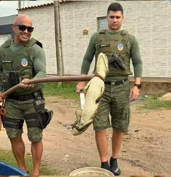 Chuvas em Alagoas favorecem deslocamento de jacarés para áreas urbanas