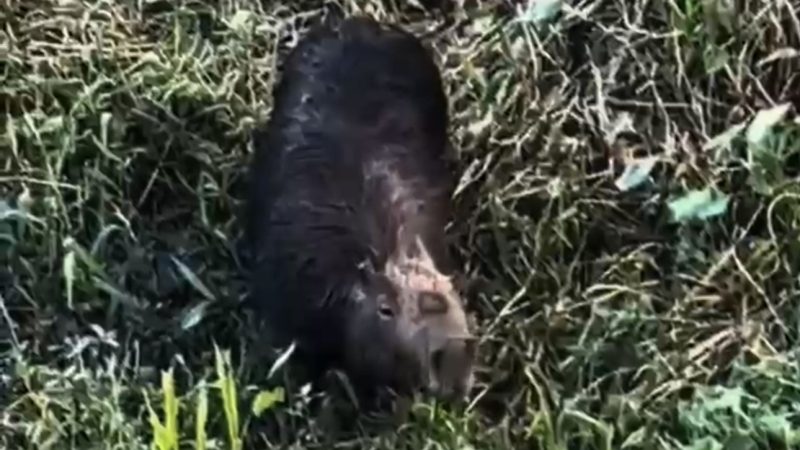Mistério no Açude: Capivara Desaparece e Intriga Moradores de Palmeira dos Índios