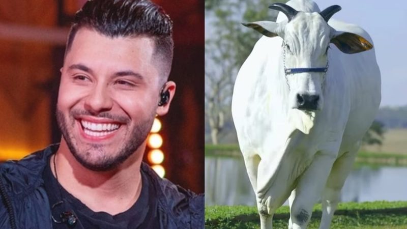 Murilo Huff se torna sócio de vaca Nelore avaliada em R$ 17 milhões