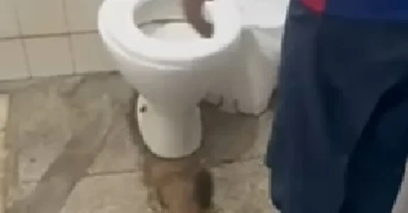 Rato é flagrado dentro de unidade de saúde em Olho D’Água das Flores
