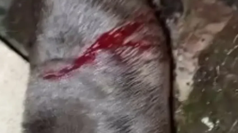 Pit-bull sofre ataque a facão em Arapiraca; polícia investiga crime de maus-Tratos