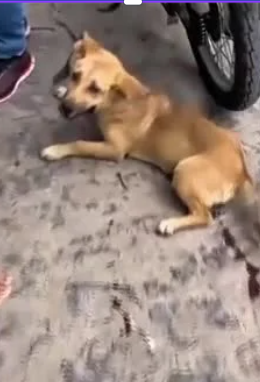 Cachorro é arrastado por moto e homem é detido por maus-tratos em Arapiraca