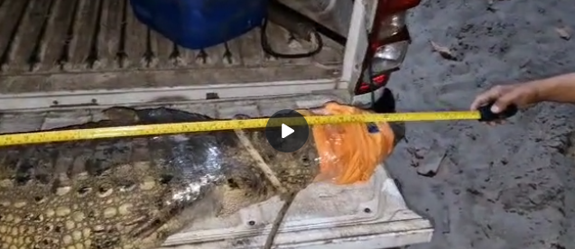 Vídeo: Polícia científica resgata jacaré de quase 2 metros que invadiu casa em Marechal Deodoro