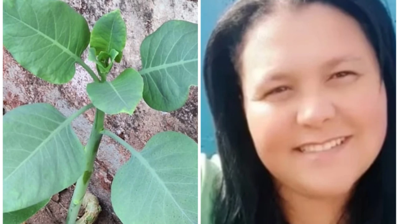 Mulher morre após comer “falsa couve” em Minas Gerais