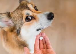 Pílula para prolongar a vida dos cães pode ser vendida ainda este ano; saiba mais