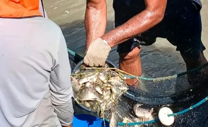 Prefeitura de Palmeira dos Índios distribui 20 mil alevinos a produtores rurais para fortalecer piscicultura