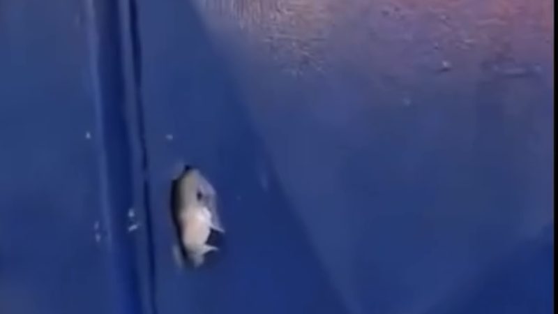 Escola indígena é alvo de tiros em território Xukuru-Kariri e expõe escalada de tensão em Palmeira dos Índios