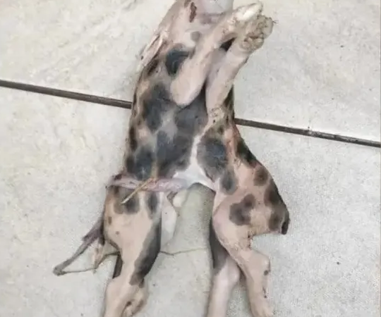 Porco nasce com dois corpos e uma cabeça em Santa Catarina