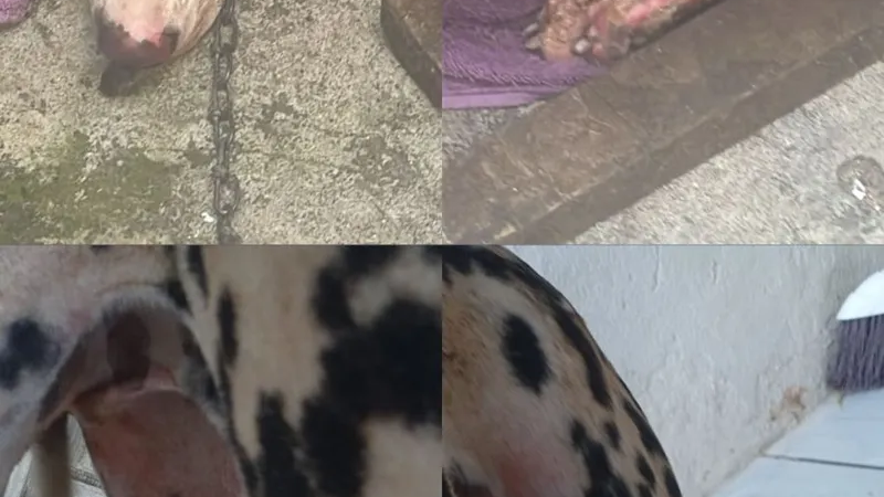 Homem é preso após incendiar casa da companheira em Maceió; cachorro fica ferido