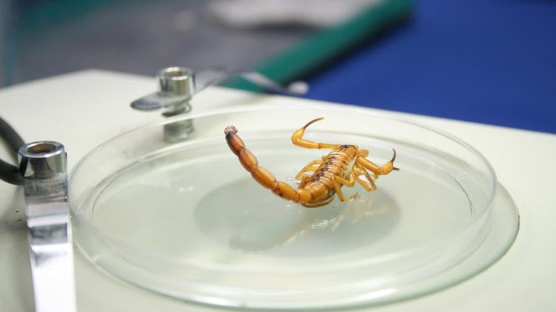 Alagoas registrou mais de 14 mil casos de acidentes com escorpiões em 2025