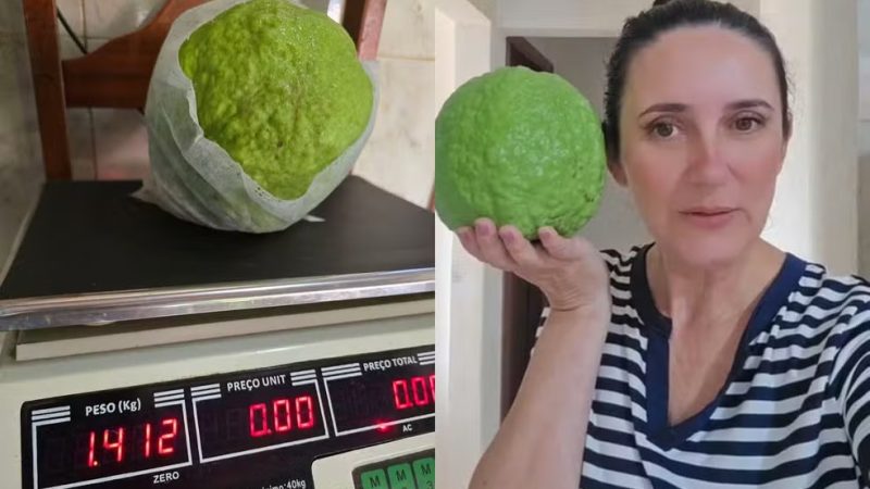 Goiaba gigante vira lanche para 20 pessoas e quase bate recorde mundial