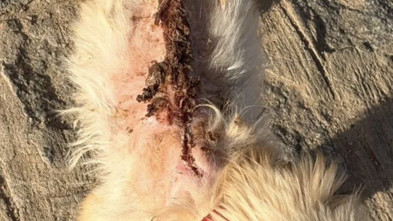 Mulher joga água quente em cachorro e é presa por maus-tratos em Cajueiro