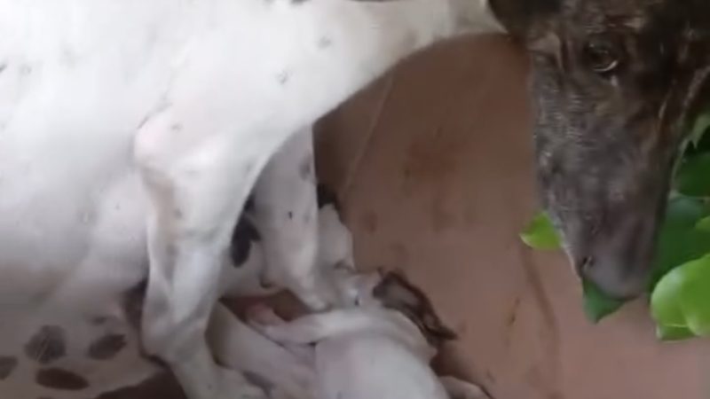 Temporal expõe crise na APAPI e coloca dezenas de animais em risco em Palmeira dos Índios