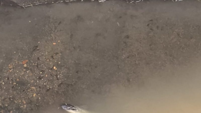 Vídeo: Pesca é proibida no Lago do Goiti após aparecimento repentino de peixes mortos