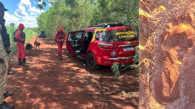 Crime no interior do Paraná: criança sequestrada é localizada sem vida após ataque a gestante