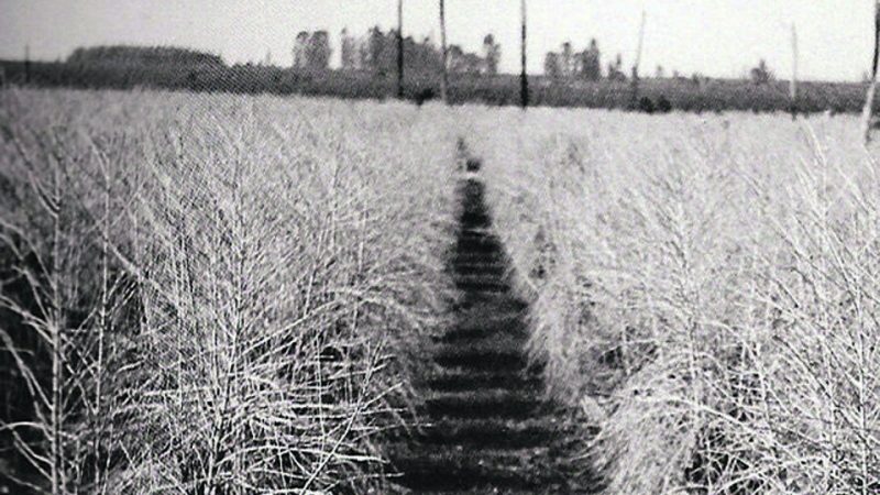 Projeção de frio intenso até 2035 reacende alerta no campo e lembra cenário da geada negra de 1975