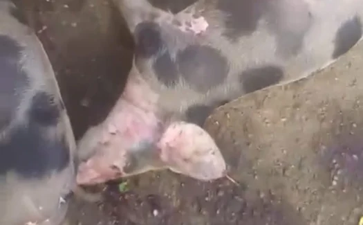 Morte misteriosa de porcos intriga moradores de São Brás e gera diversas teorias: seria a volta do “Chupa-cabra”?