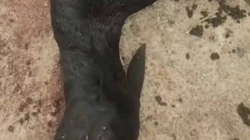 Chupa-cabra volta a assustar criadores após ataque a ovelhas entre Craíbas e Igaci