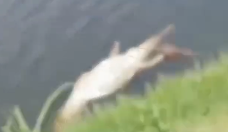 Mistério no Lago do Goiti: jacaré mutilado é encontrado morto e cena intriga moradores