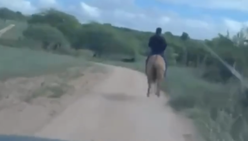 Estratégia “à moda antiga”: Delegado usa cavalo para prender suspeito de estupro no Sertão de AL