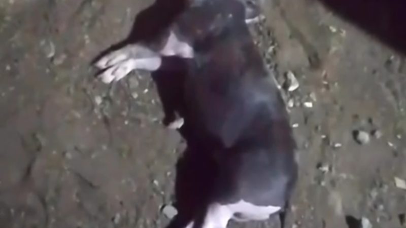 Mistério em Igaci: novo ataque a animais reforça temor do “chupa-cabra” na zona rural; confira vídeo