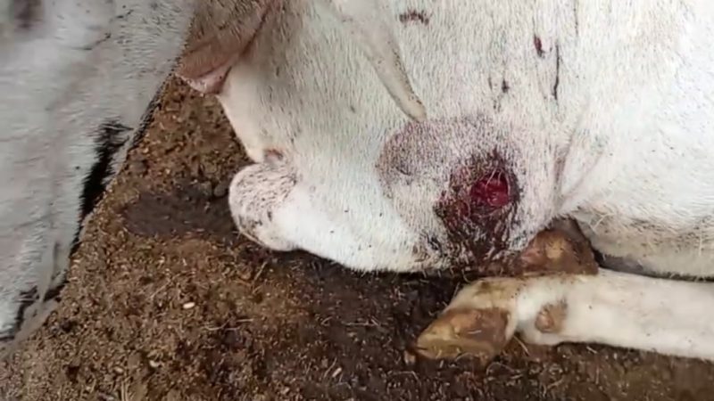 “Chupa-cabra” volta a assustar criadores em Igaci