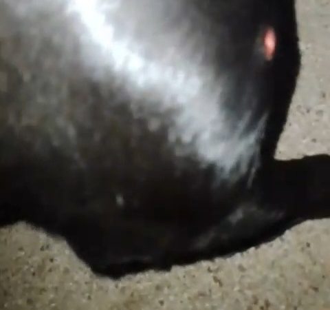 Mistério em ataques a animais assusta moradores e levanta rumores sobre “chupa-cabra”