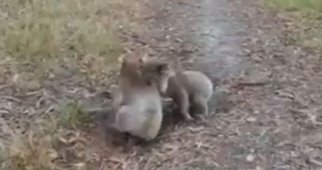 Australiano flagra luta de coalas, e vídeo vira hit na web